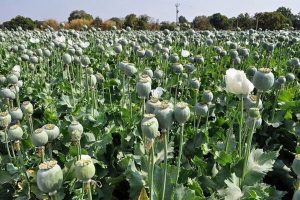 ۷۲ هزار میلیارد تومان تریاک وارداتی کجا مصرف می‌شود؟/ جزئیات ماجرای کشت تریاک