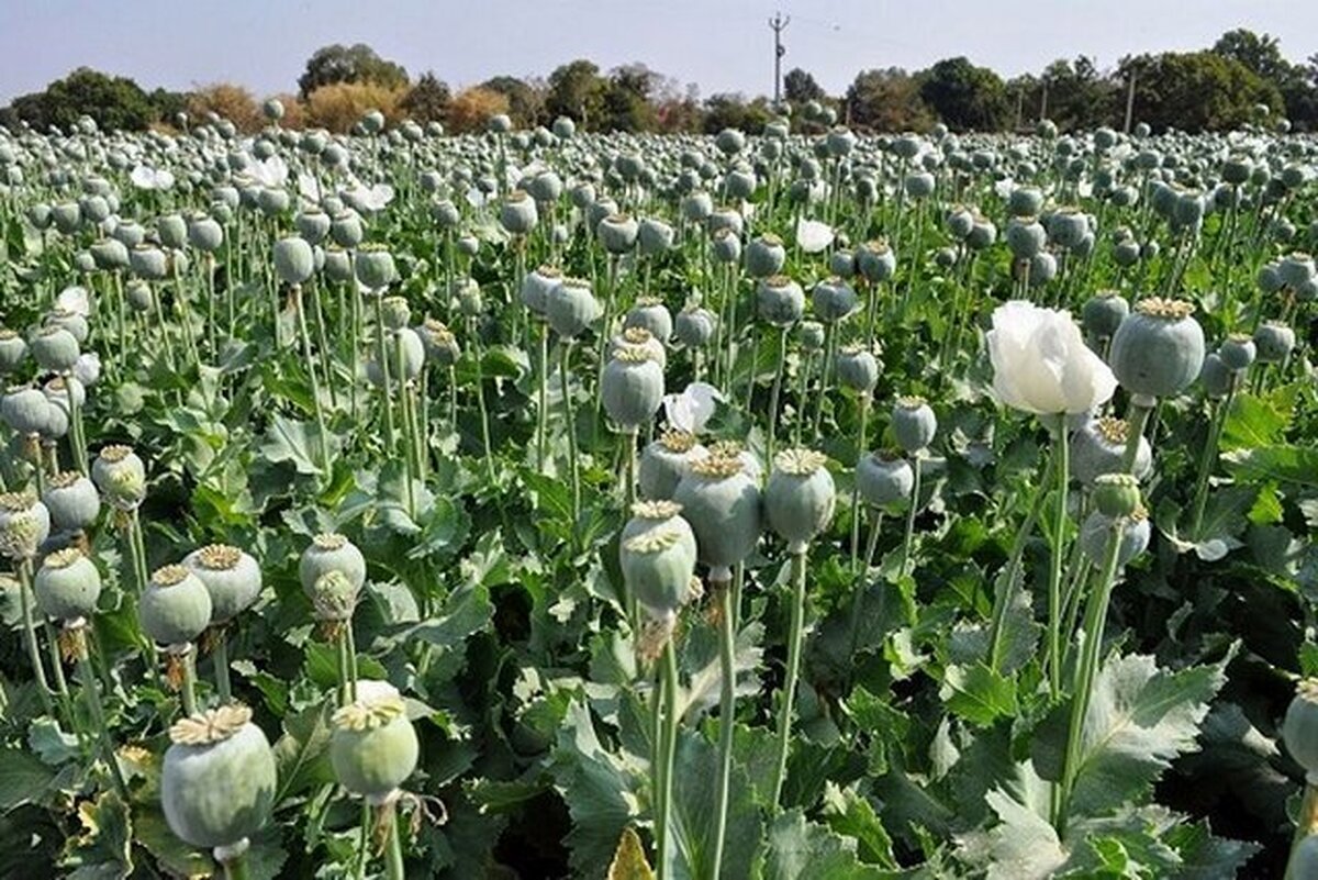۷۲ هزار میلیارد تومان تریاک وارداتی کجا مصرف می‌شود؟/ جزئیات ماجرای کشت تریاک