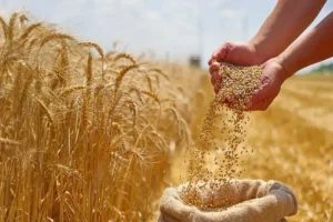 خرید تضمینی گندم در خراسان شمالی کلید خورد | آماده‌باش ۲۸ مرکز برای فصل برداشت