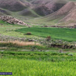 فقدان سامانه ملی پایش مراتع، تهدیدی برای امنیت غذایی و تولید دام