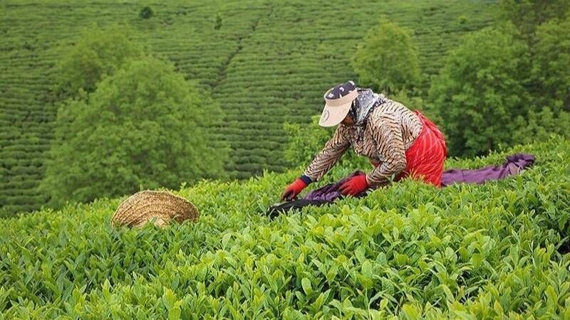 صادرات چای ایران ۲۰۲۵