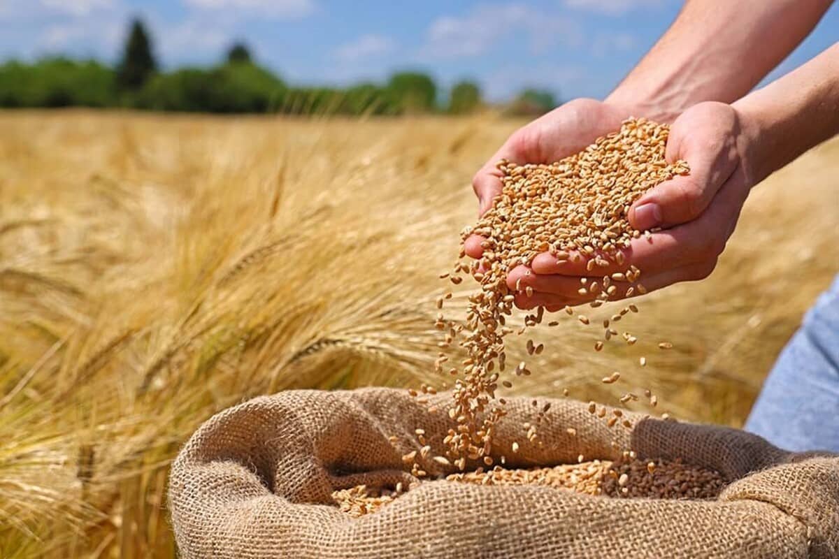 تولید بذر گندم خراسان رضوی؛ رتبه پنجم کشور با تحقق ۱۱۰ درصدی برنامه